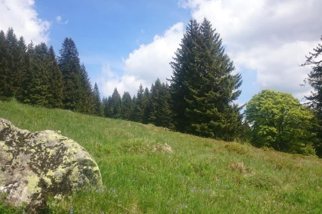 Ferienwohnung Schog Тодтнау Экстерьер фото